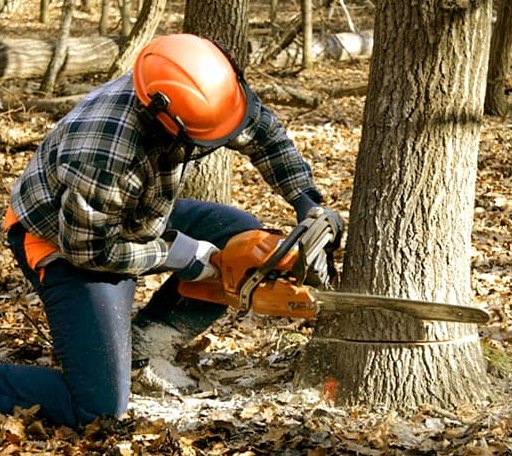 Tree Removal in Woodruff, AZ